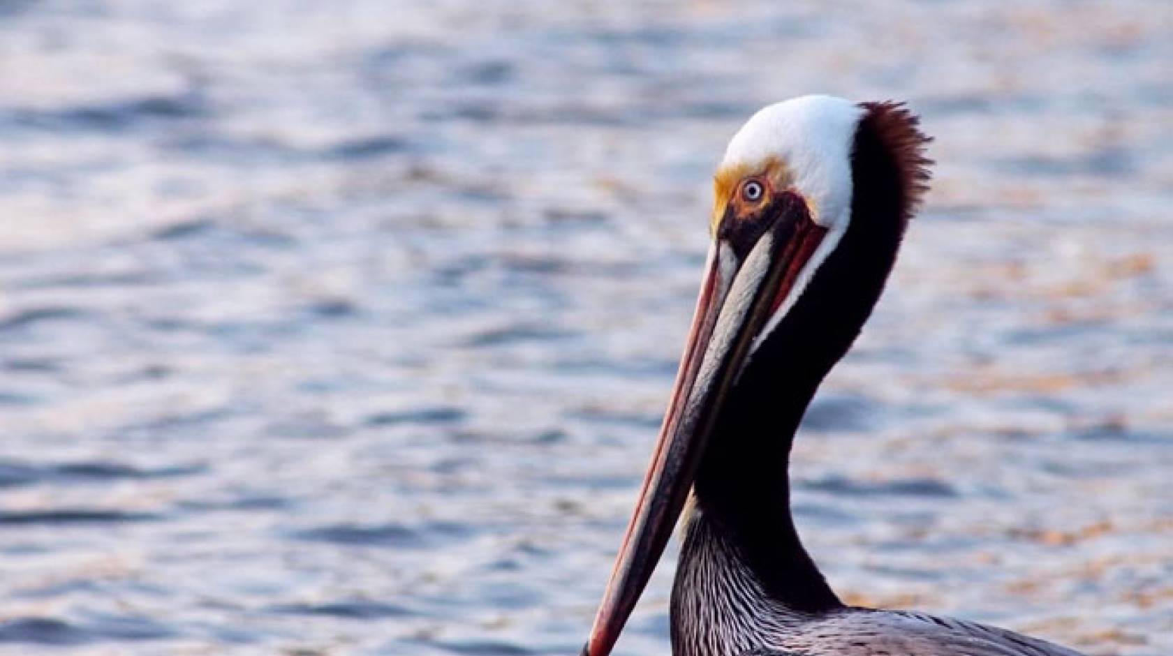A brown pelican, sea behind it