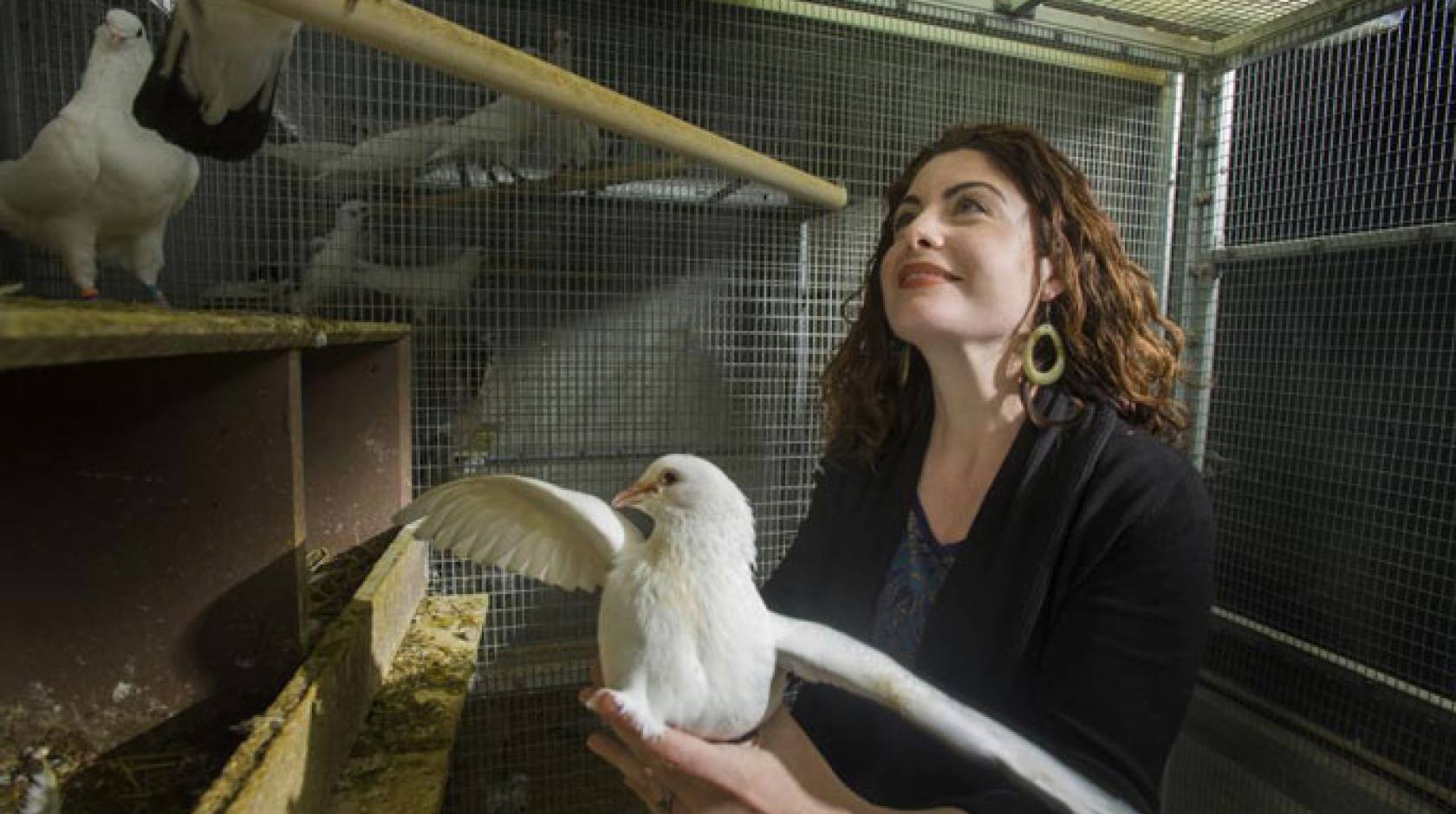 UC Davis pigeon study