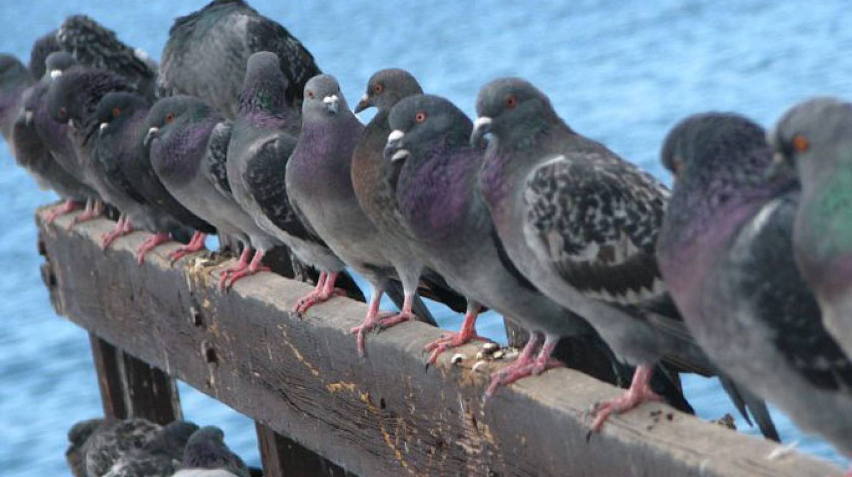 A row of pigeons on a plank