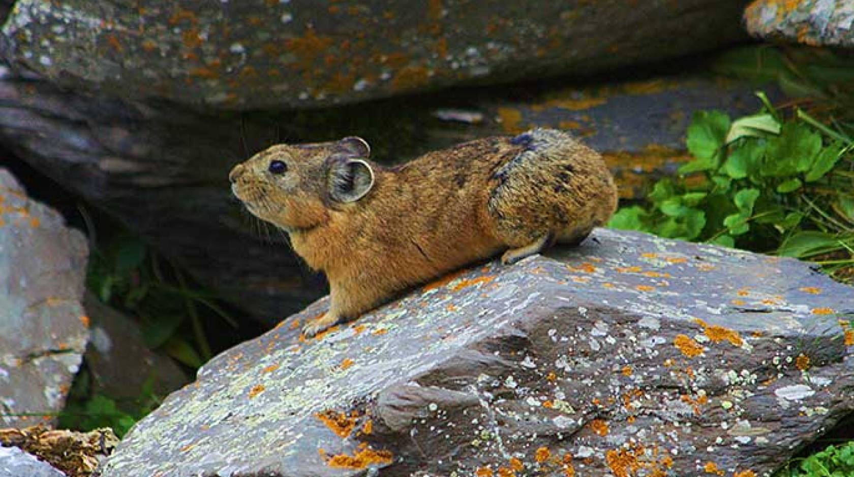 Shrinking Range Of Pikas In California Mountains Linked To Climate