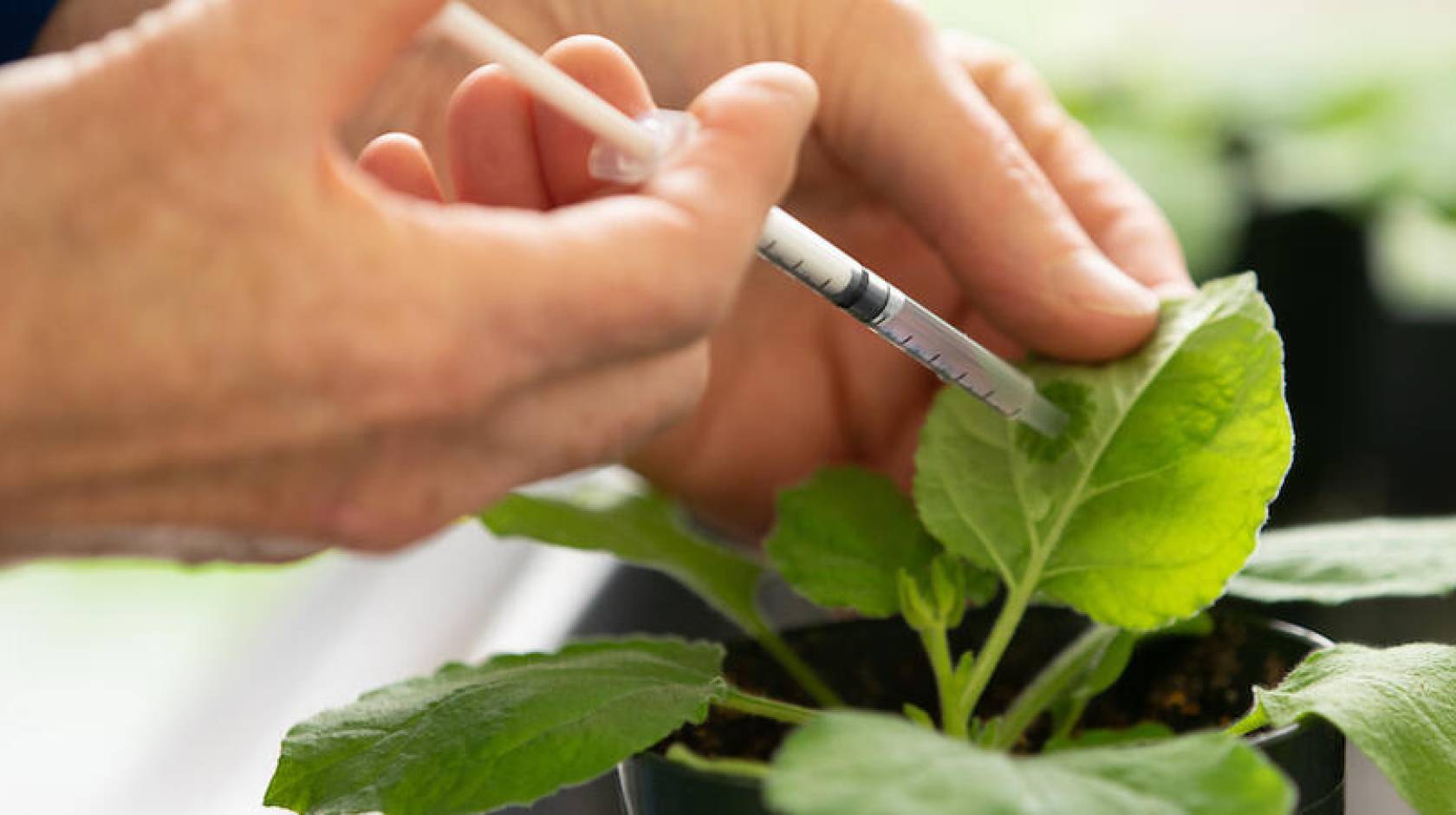 Hands injecting something into a plant leaf