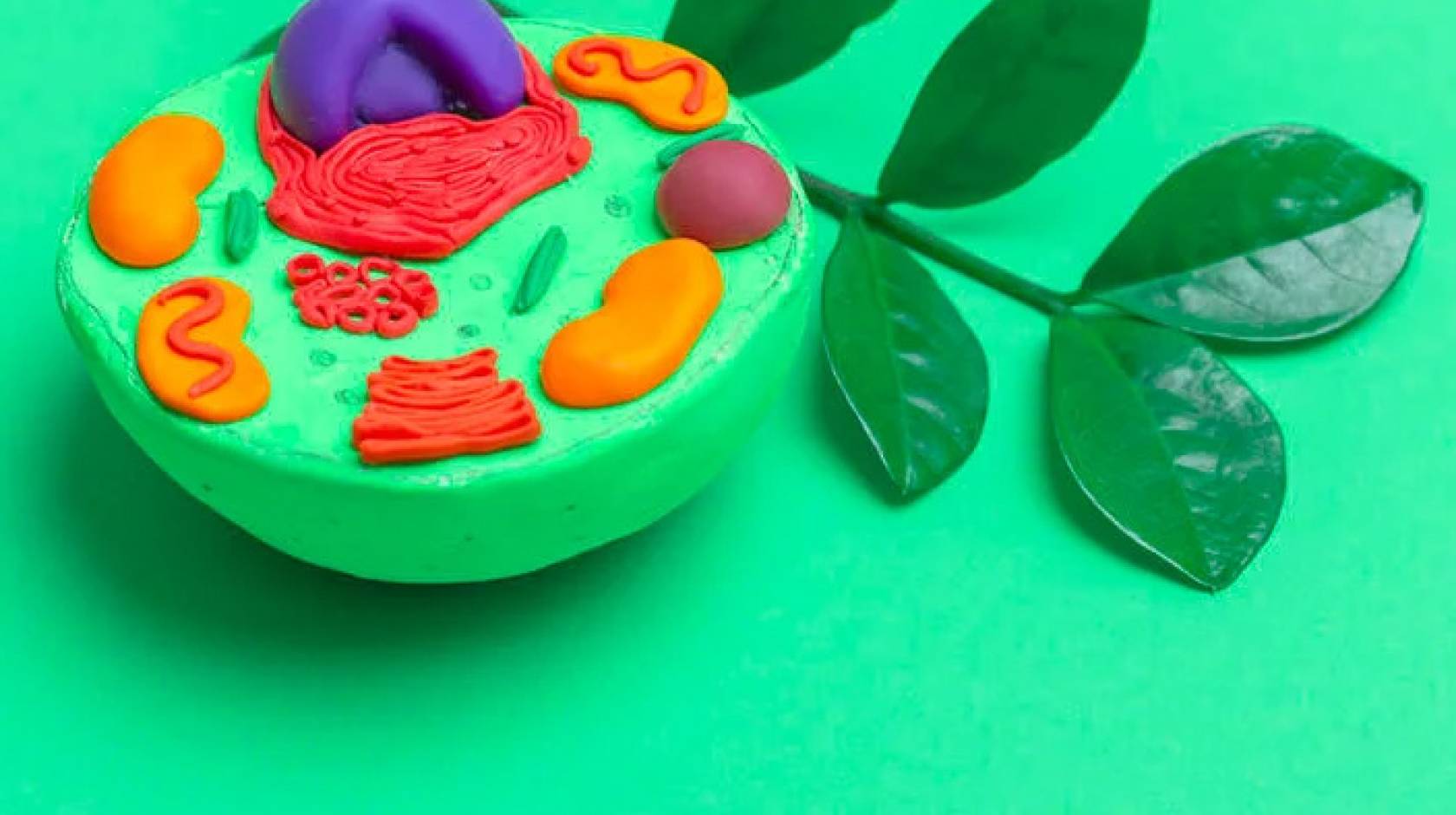 Bright green clay model of a cell showing organelles in contrasting colors, on a bright green background, with a sprig of leaves 