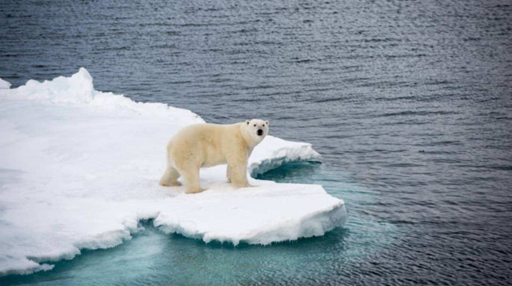 Polar bear ice UC Davis