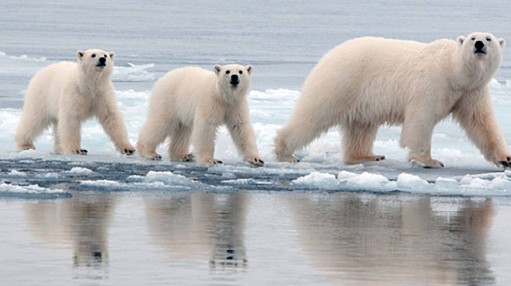 Polar bear genome gives new insight into adaptations to high-fat diet