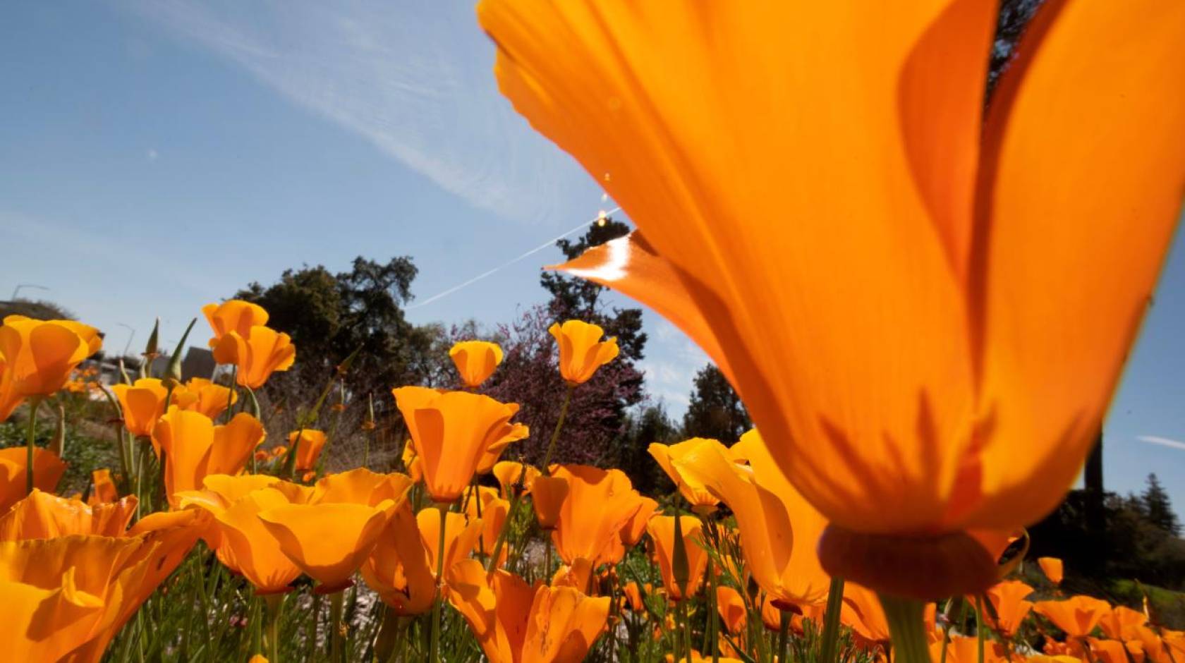 Orange California poppies blooming at the UC Davis Arboretum
