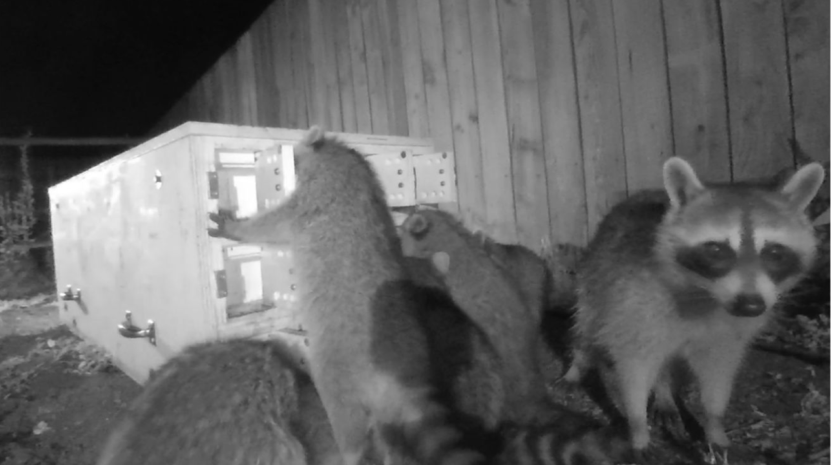 Black and white wildlife cam footage of several raccoons one facing the camera the others breaking into a complicated cabinet