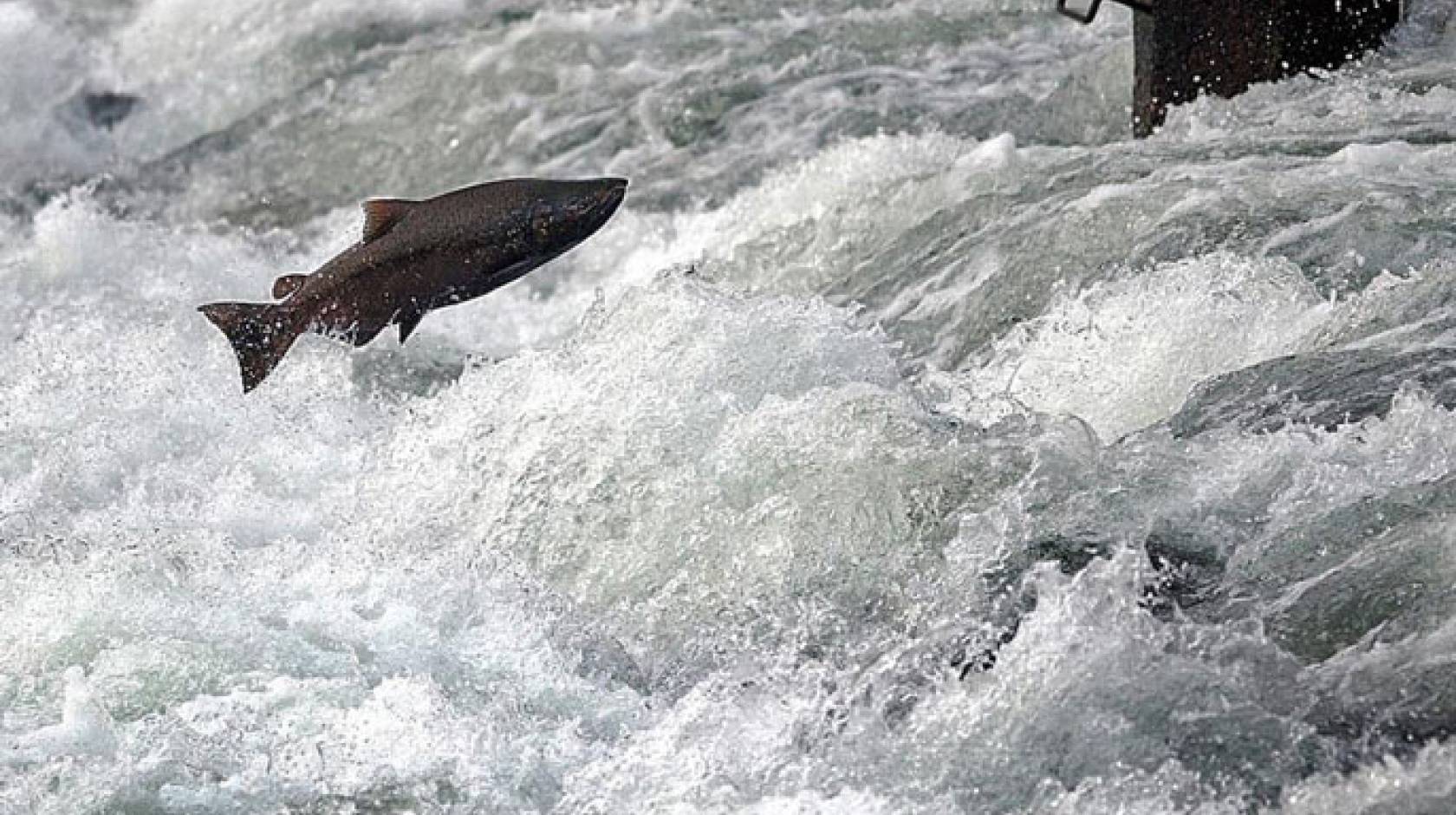 UC Davis salmon jump