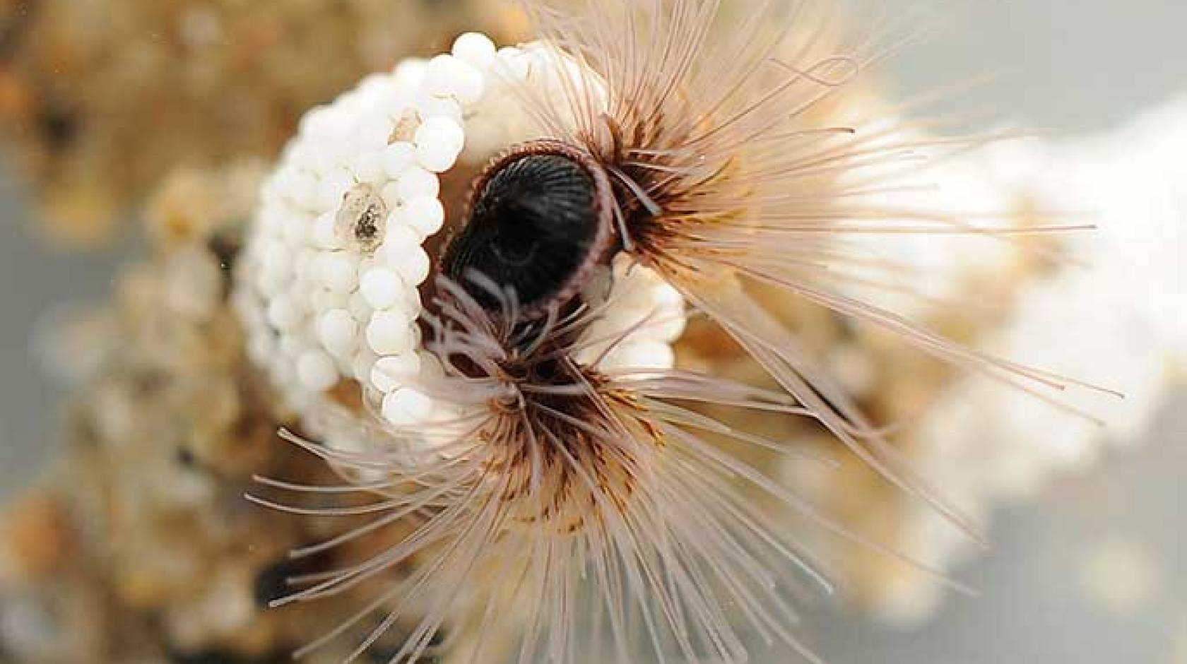 UC Santa Barbara sandcastle worm