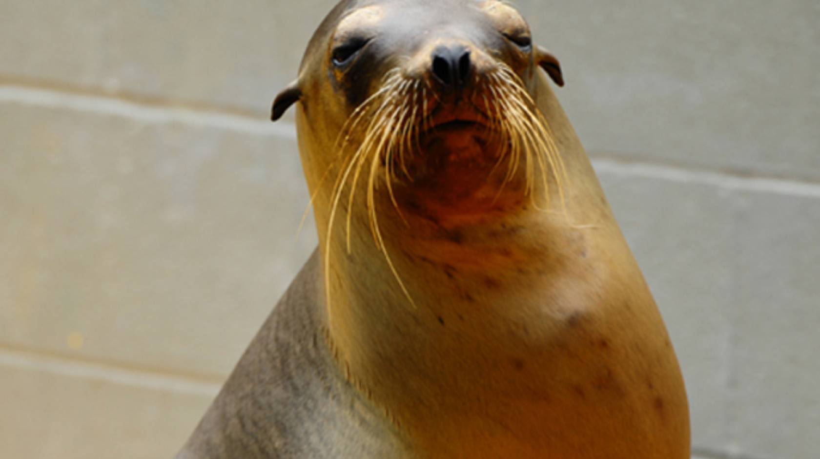 Sea lions exposed to algal toxin show impaired spatial memory