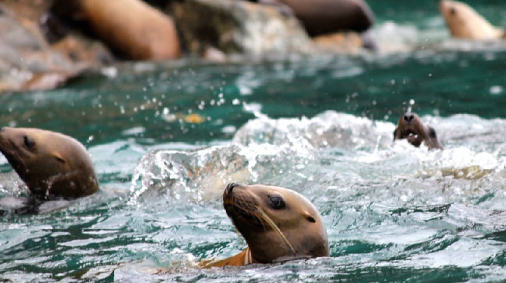 UC Santa Barbara sea lions