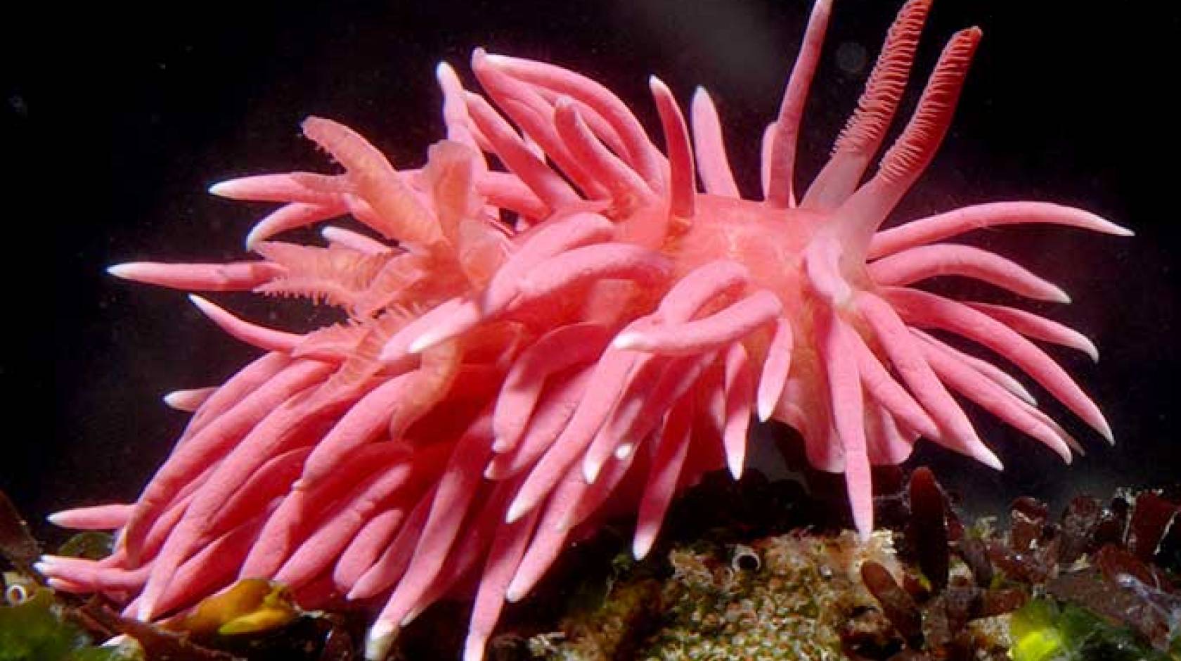 Hopkins&#039; rose nudibranch