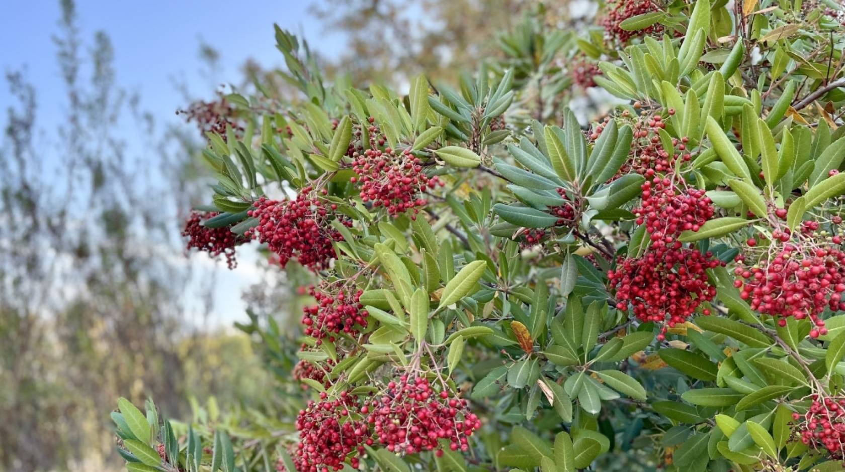 https://www.universityofcalifornia.edu/sites/default/files/styles/article_default_banner/public/sedgwick-toyon3.jpeg?h=82f92a78&itok=LT0aFflT