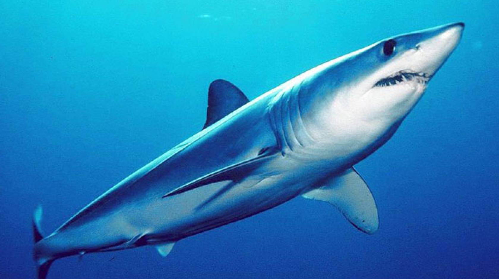 Sharks are incredibly powerful proton conductors UC Santa Cruz