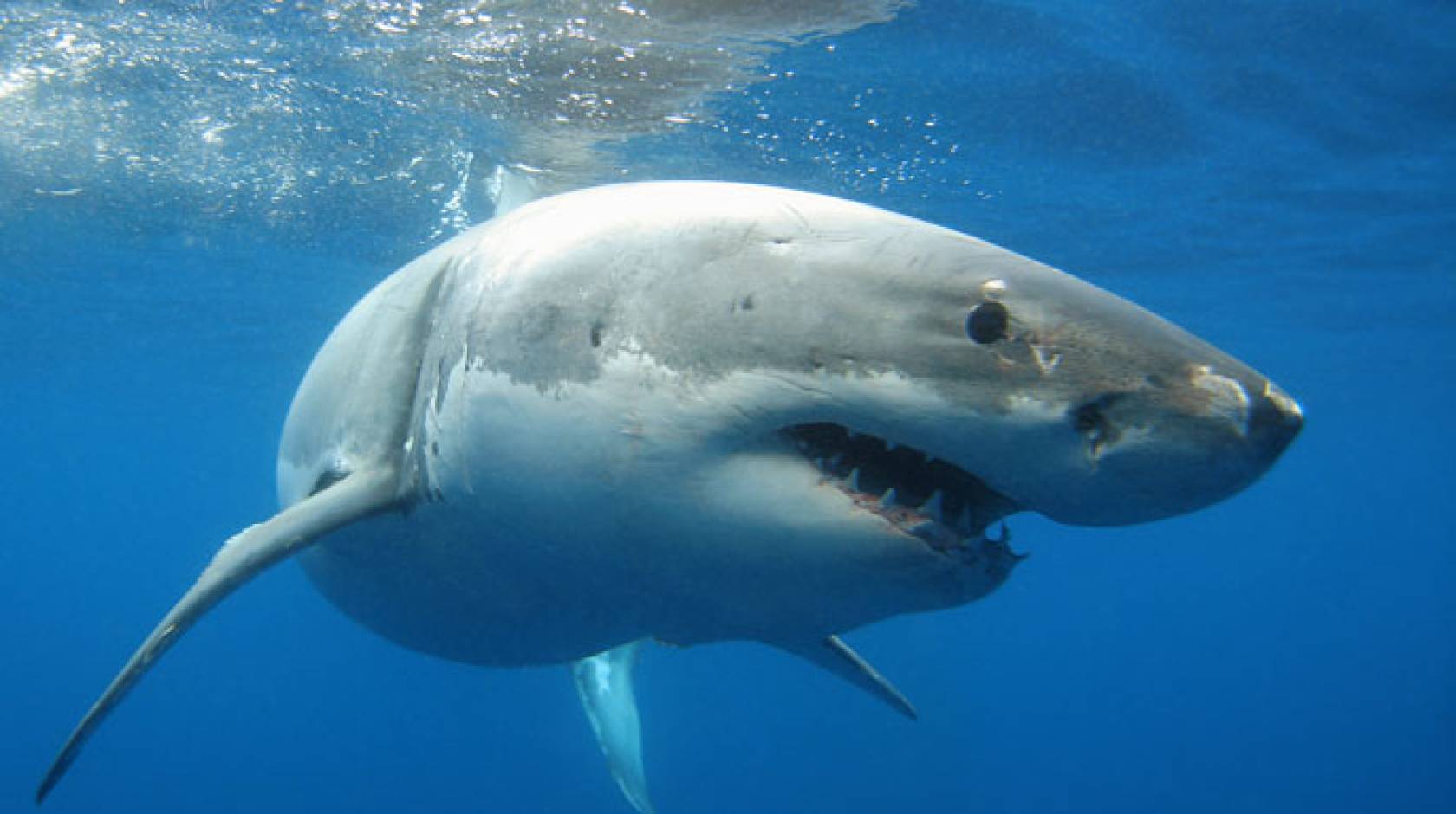 Great white shark in profile