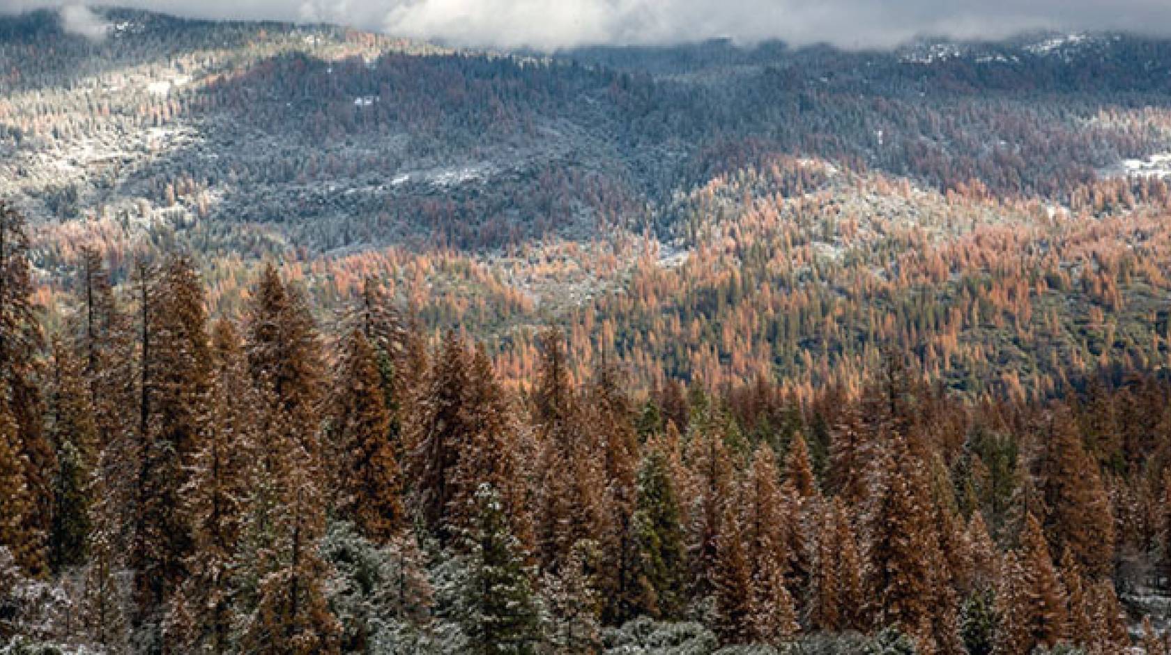 Sierra Nevada forest dried out