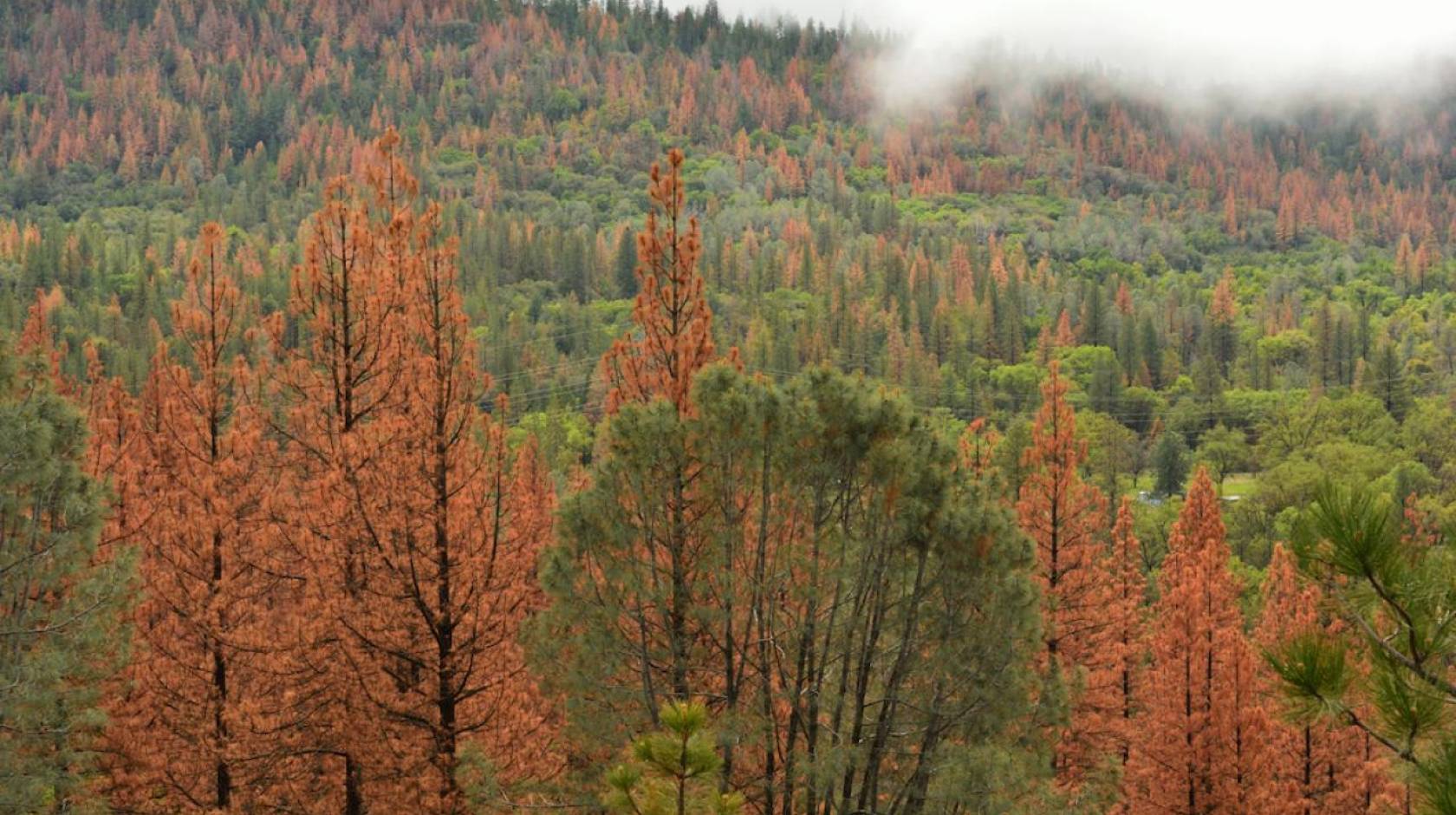 Orange and green trees in the Sierra Nevada