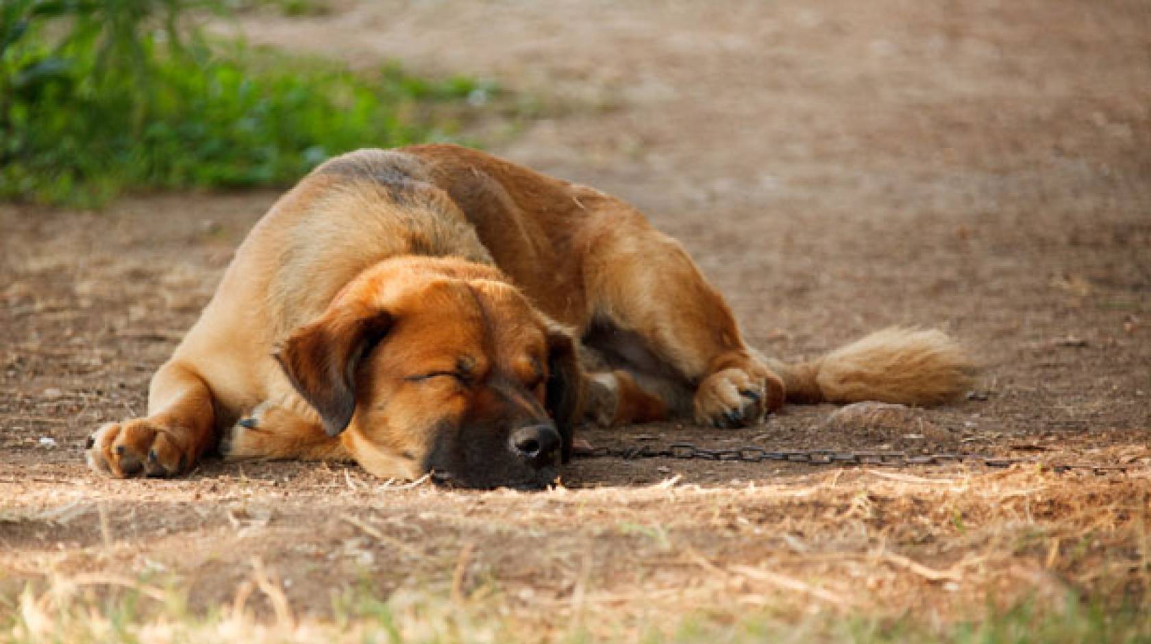 If a purebred dog best sale has puppies with a mutt