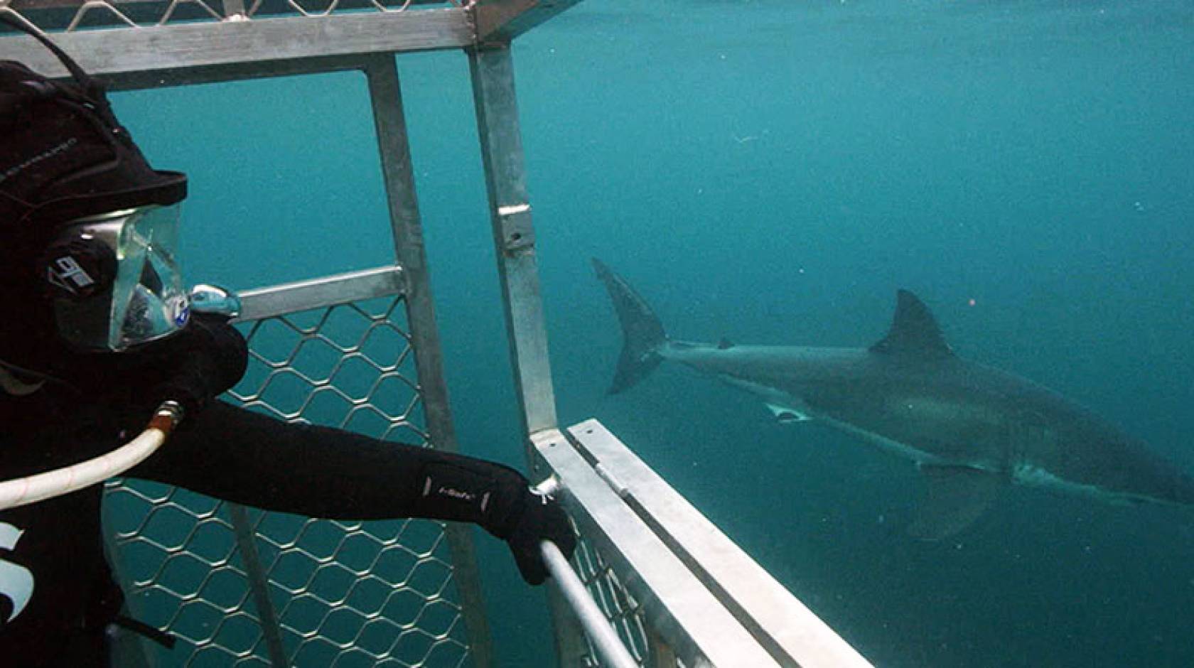 Diver in shark cage as a shark goes by in a gloomy blue sea
