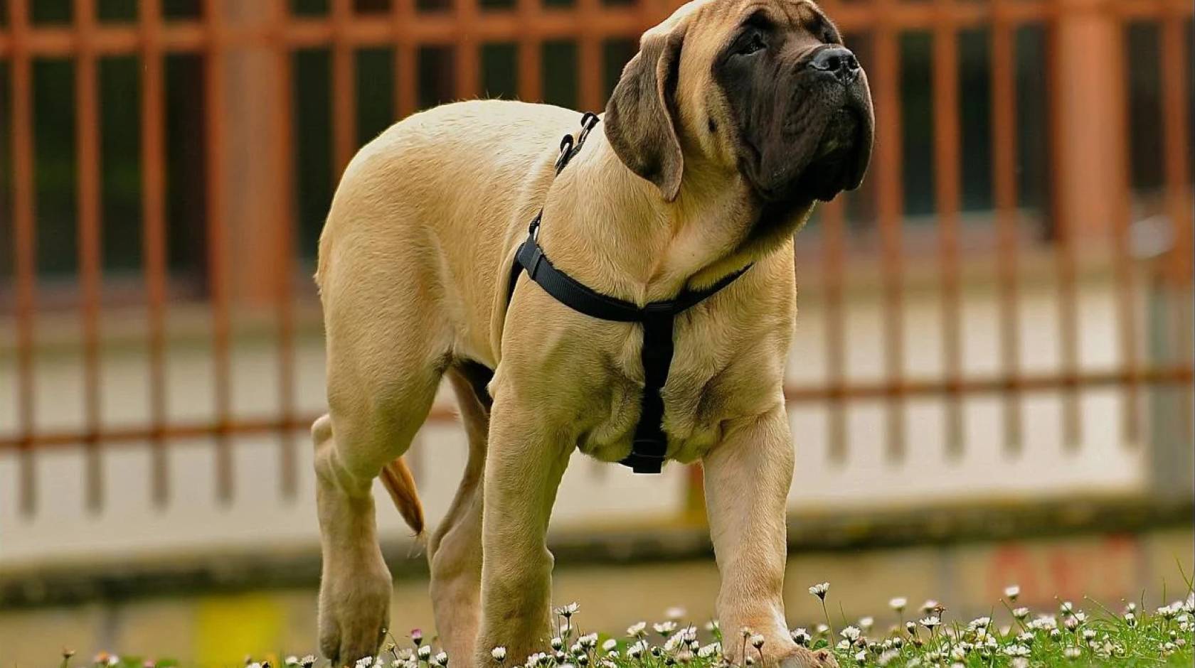 A mastiff-type puppy in a harness looks up