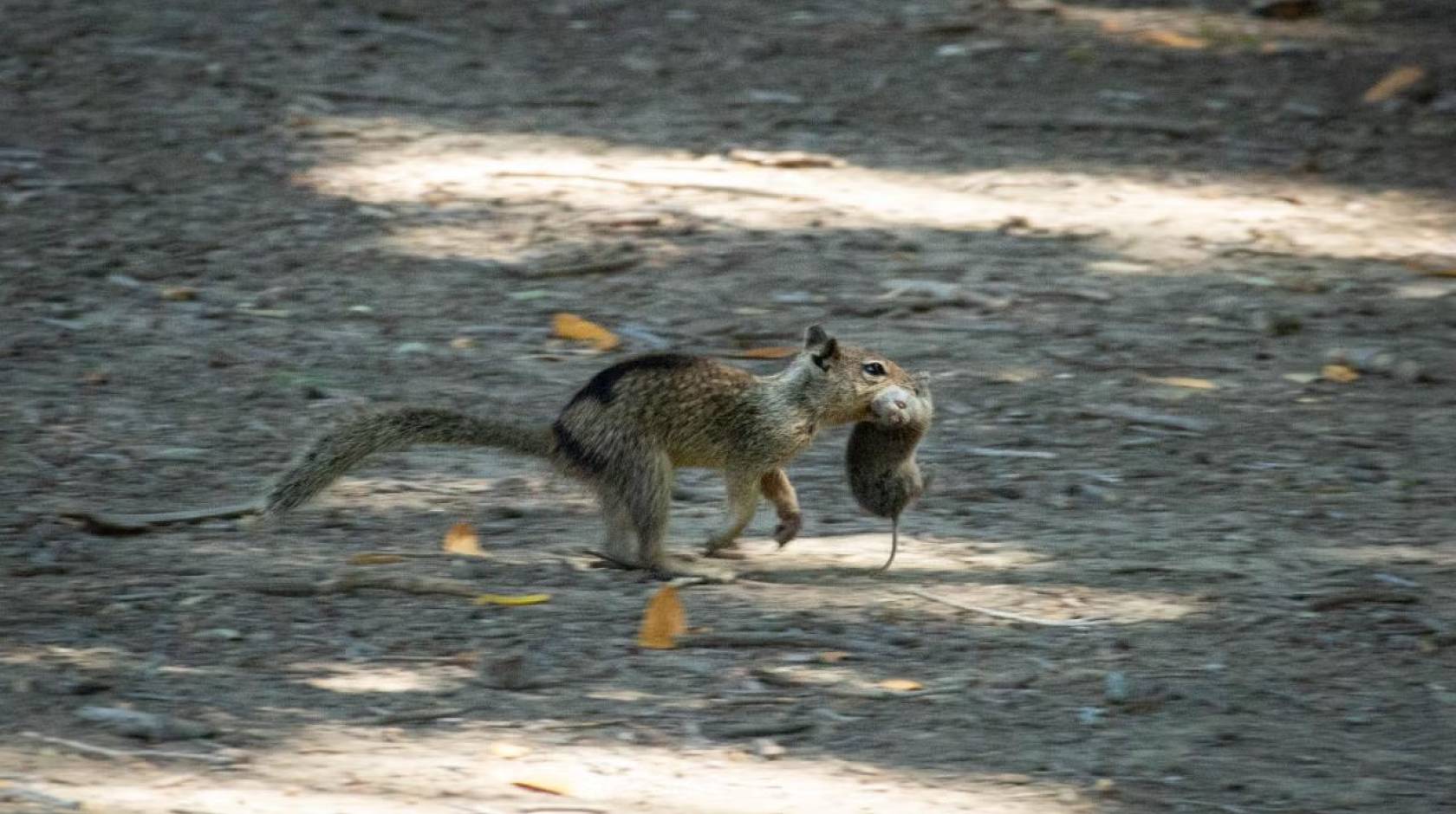 A California ground squirrel in Contra Costa County runs with a vole it hunted in its mouth