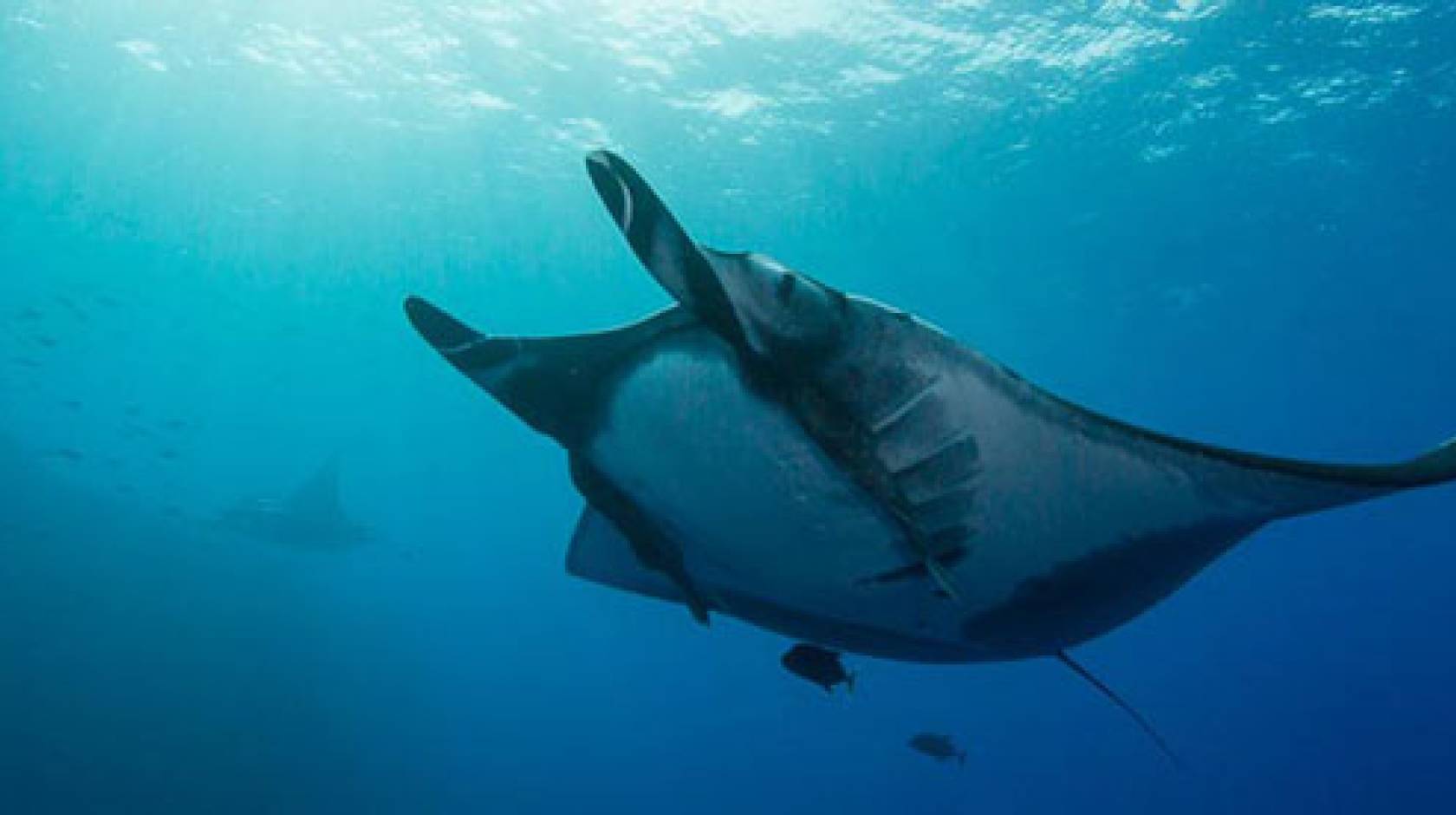 Mapping out what manta rays call home