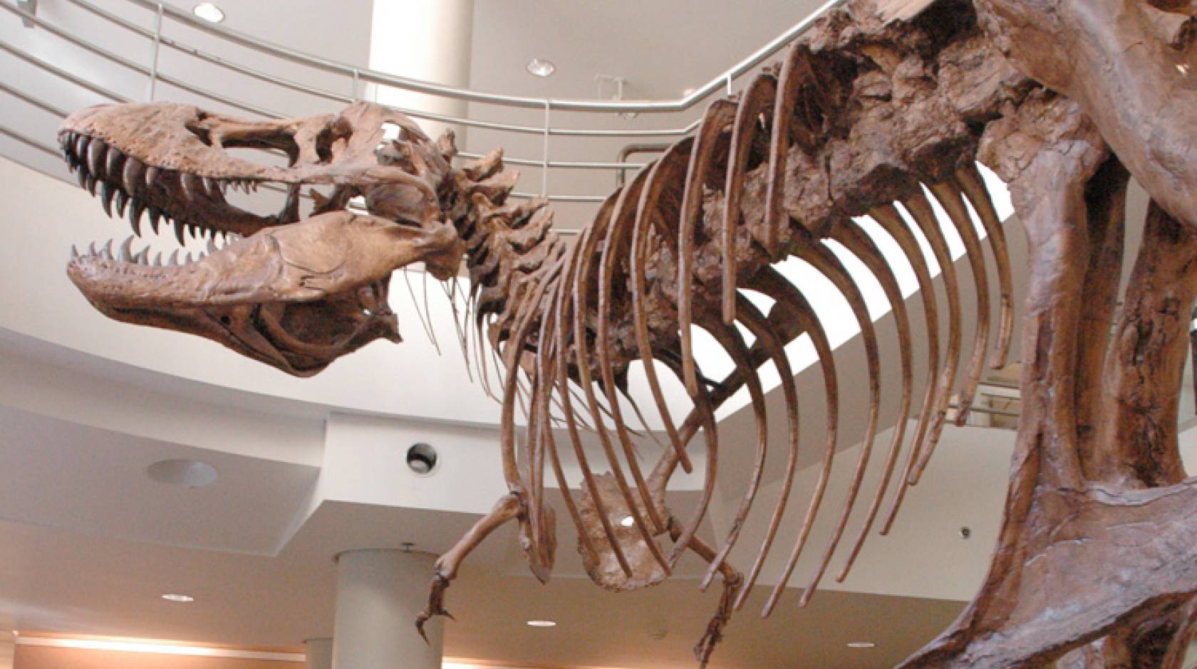 Why T. rex has tiny arms | University of California