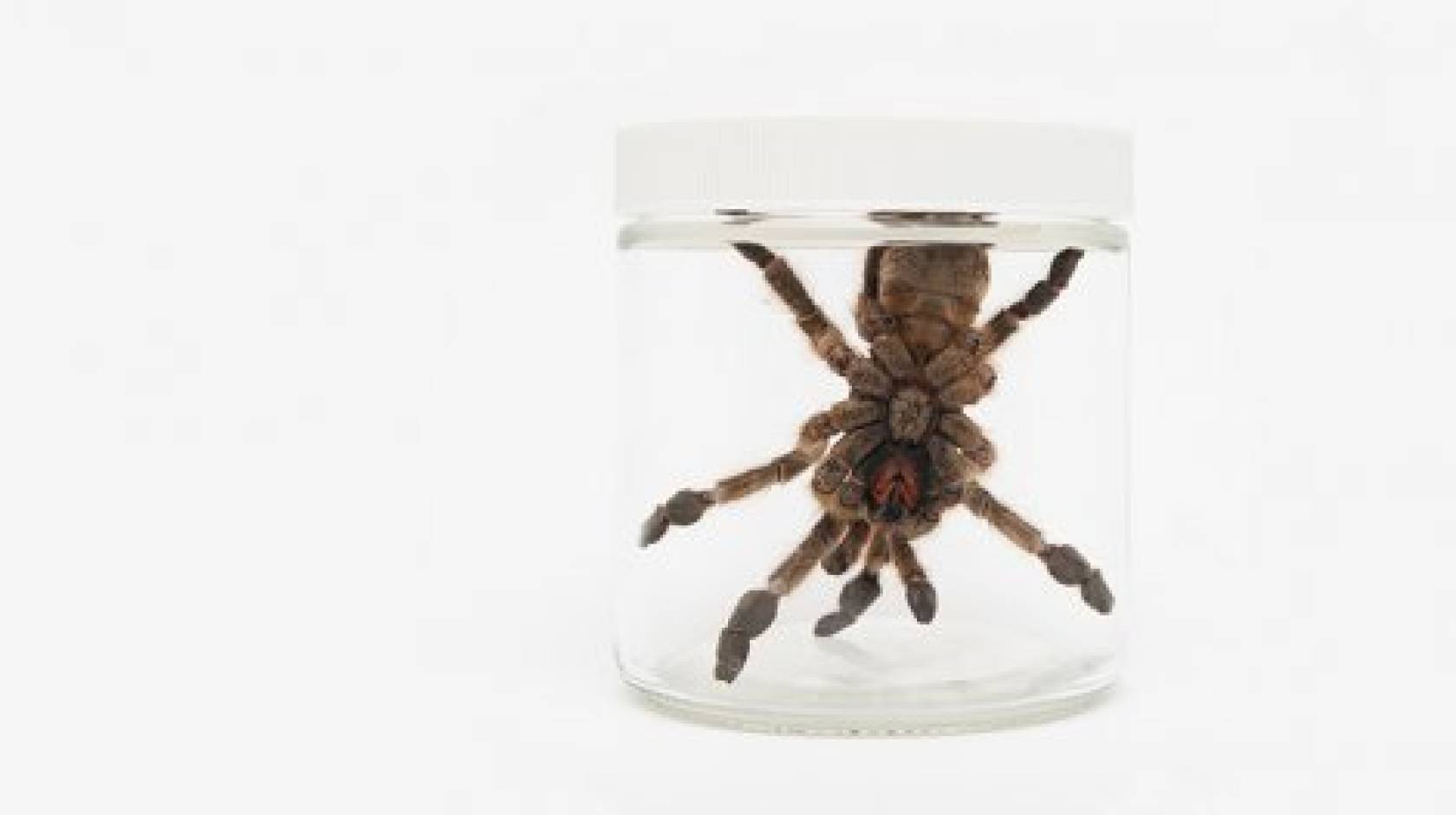 A West African tarantula