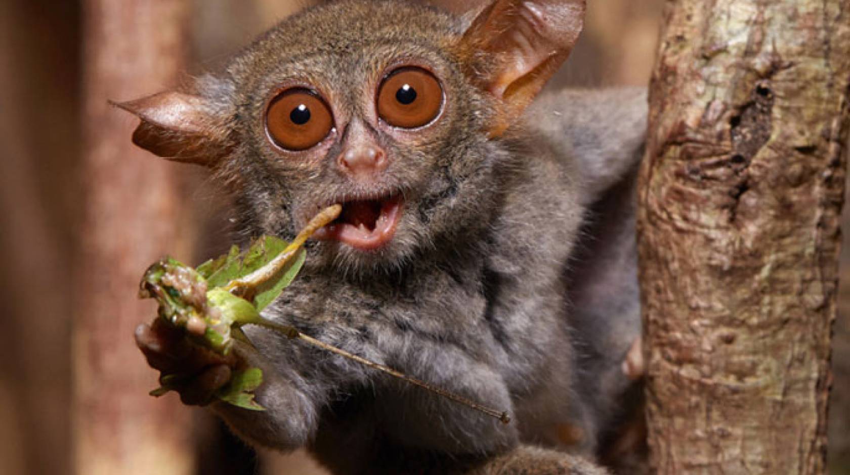 Chewing spectral tarsier