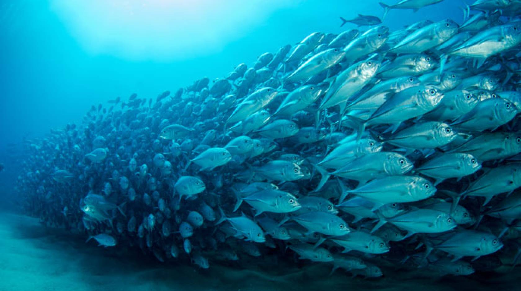 A trevally baitball