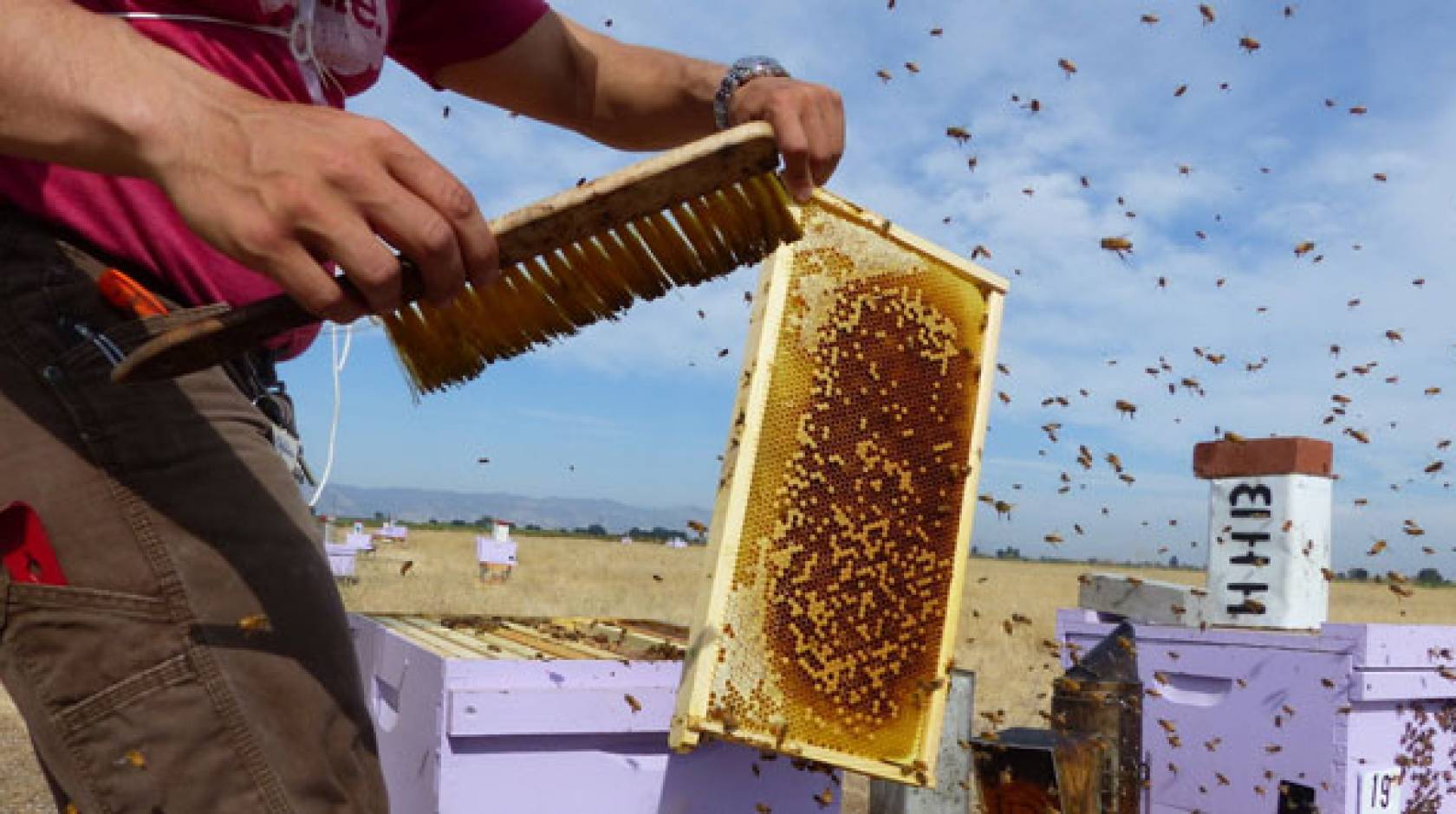 Deciphering The Mysterious Decline Of Honey Bees University Of California