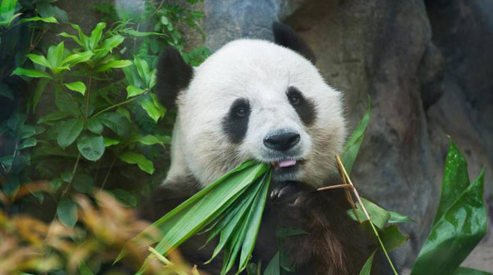 UC Davis panda black and white