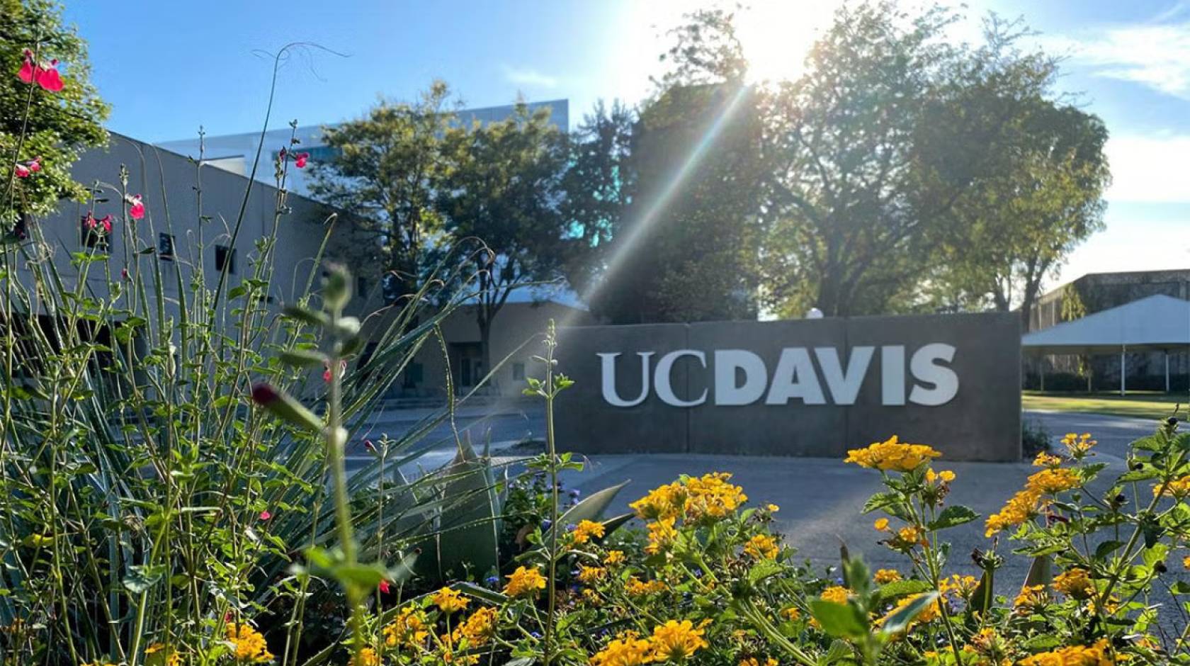 UC Davis sign on campus framed by flowers on a sunny day