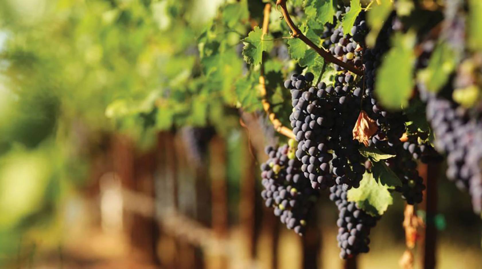 Close up of grapes in a vineyard