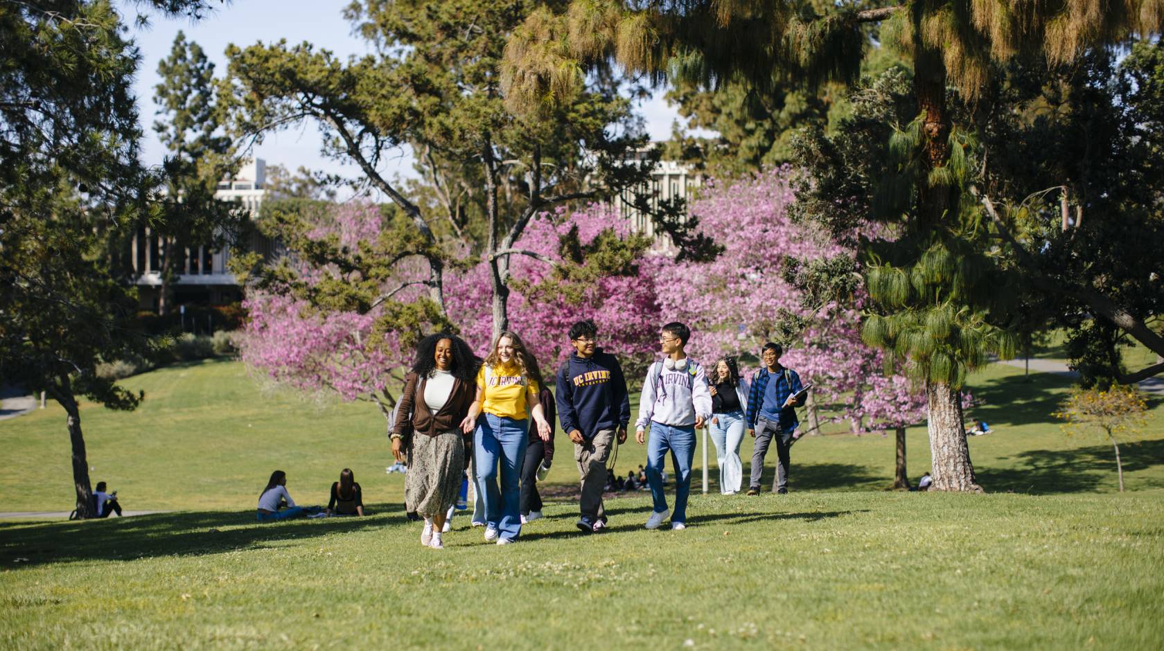 Students walk up a grassy hill with a cherry tree in blossom in the background on the UC Irvine campus