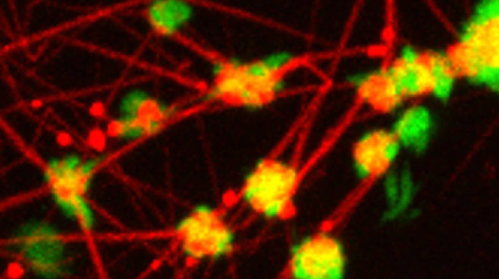 UC Riverside platelets fibrin