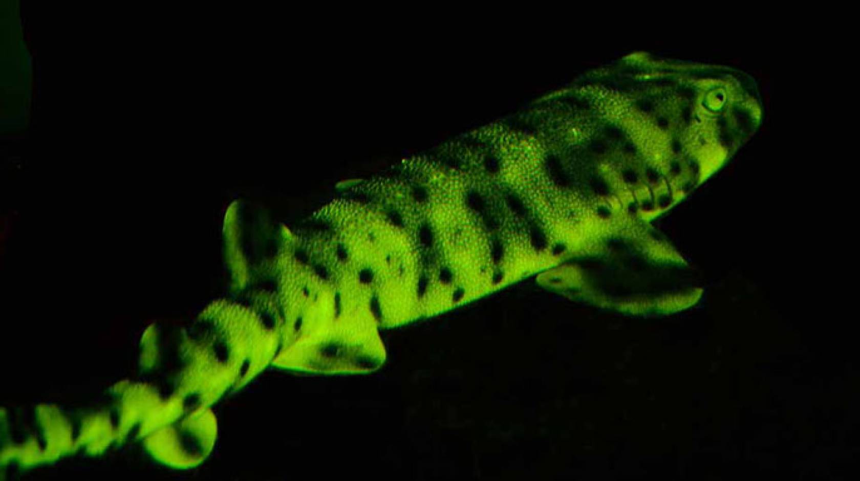 UC San Diego catshark