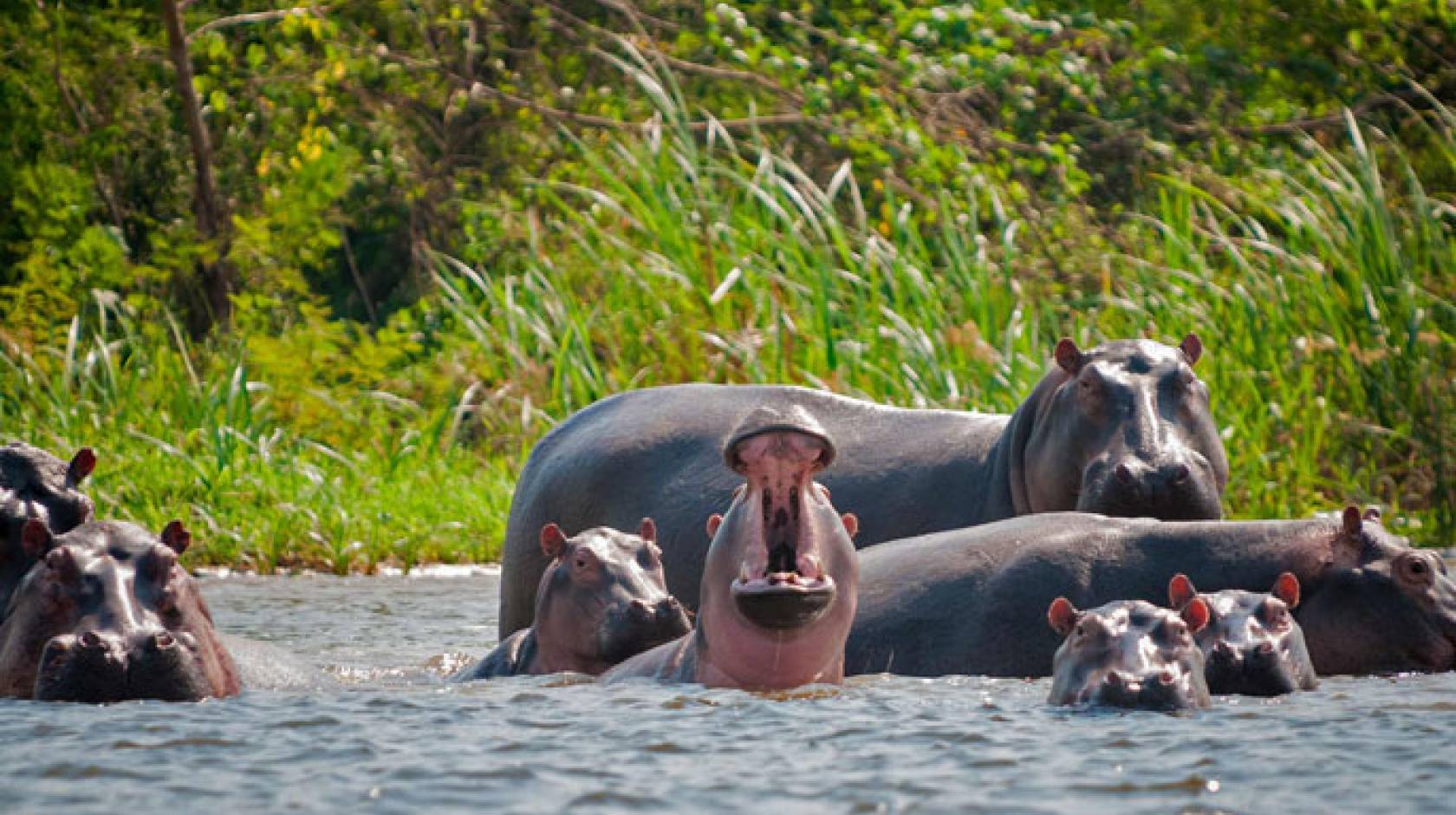 UC San Diego hippos zoo