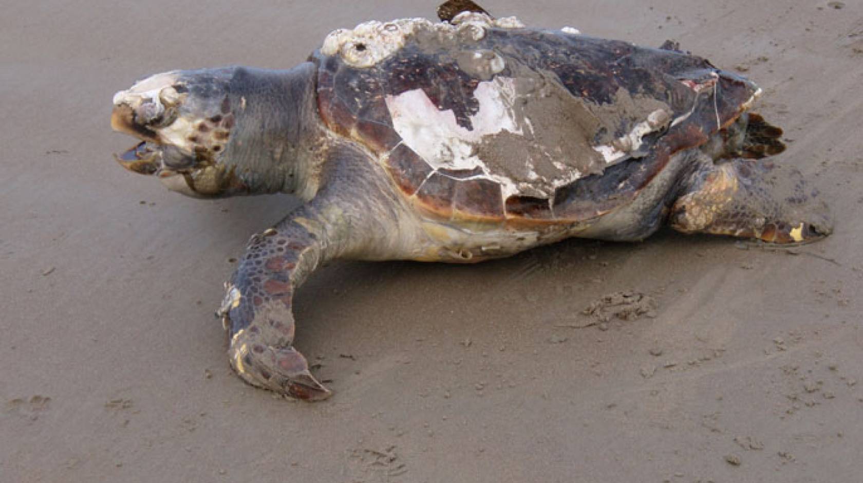 UC San Diego endangered sea turtles