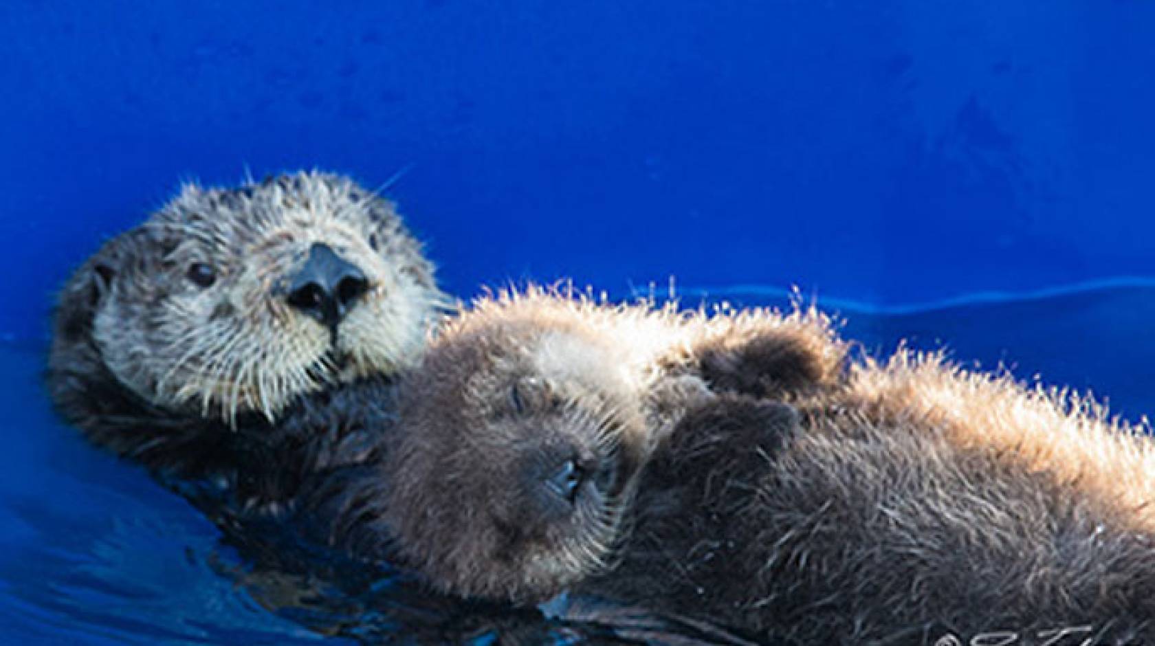 UC Santa Cruz otter