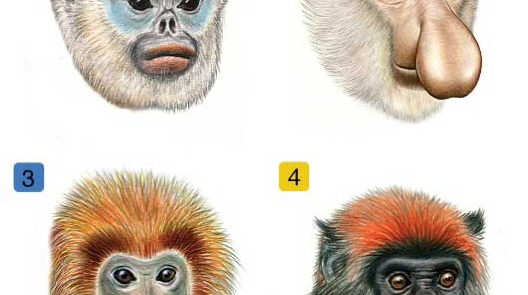 Orange Monkeys, Types of Orange-colored Monkeys