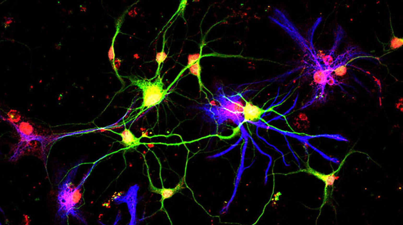 neurons making GDF10