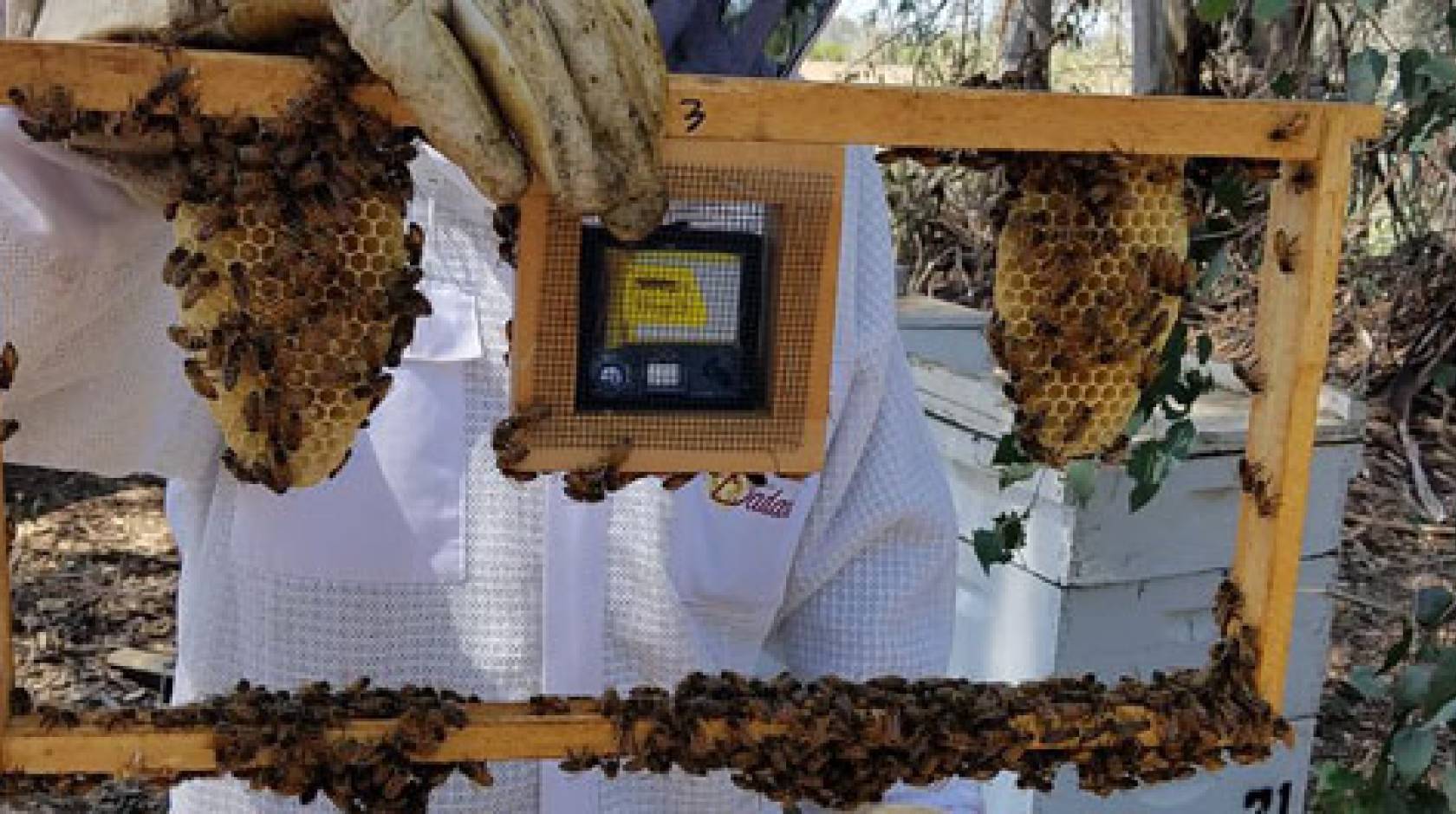 Scientists developing new solutions for honeybee colony collapse