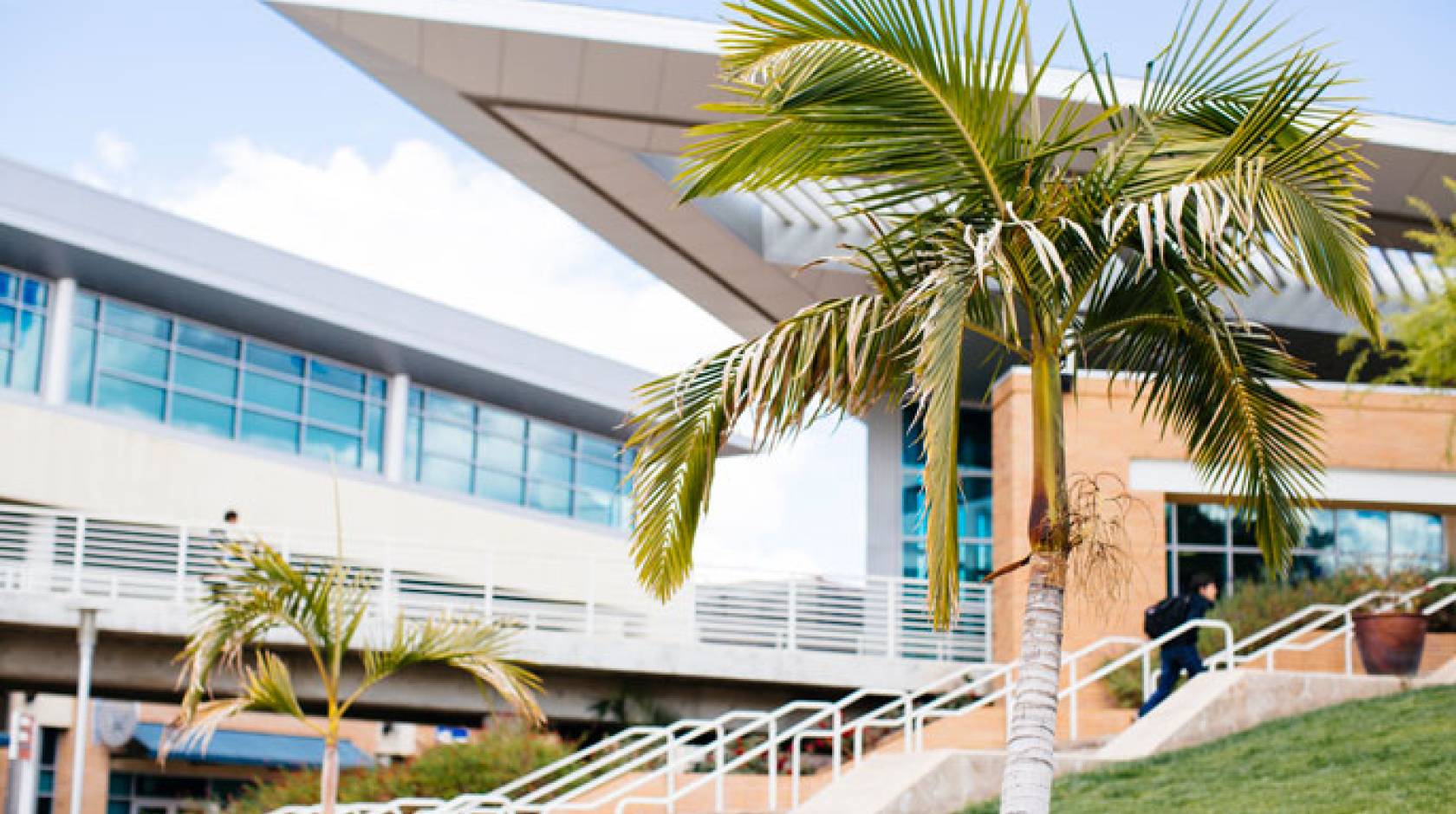 UC Riverside view of palm tree