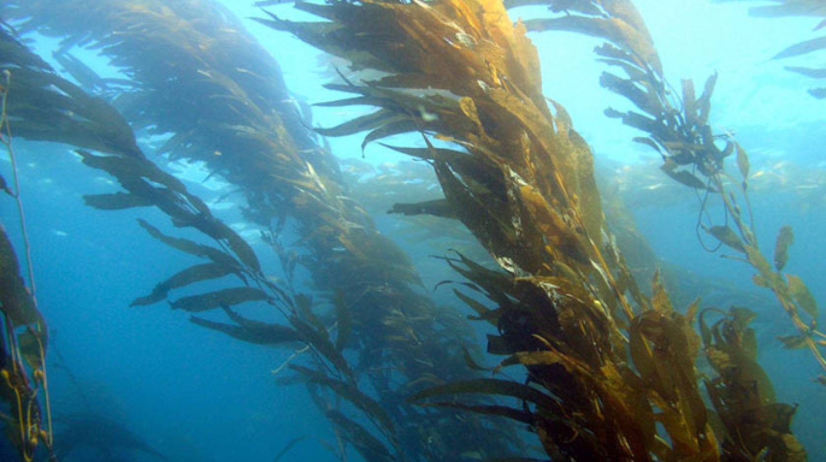 Giant kelp on sale