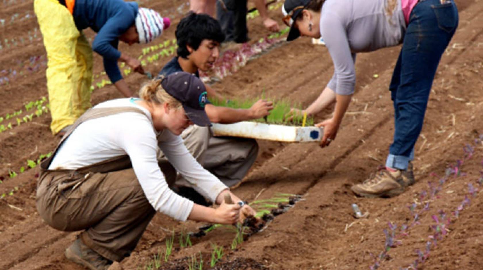 Scholarships available for UC Santa Cruz organic farming