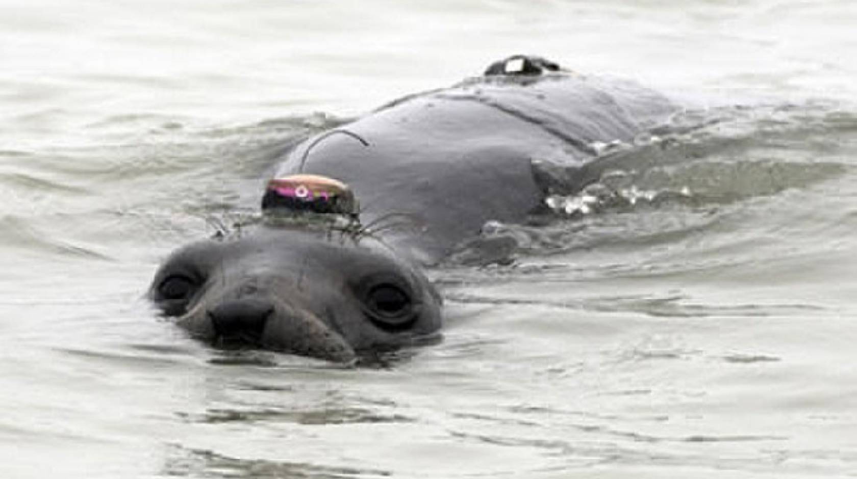 Tracking reveals hidden lives of elephant seals University of