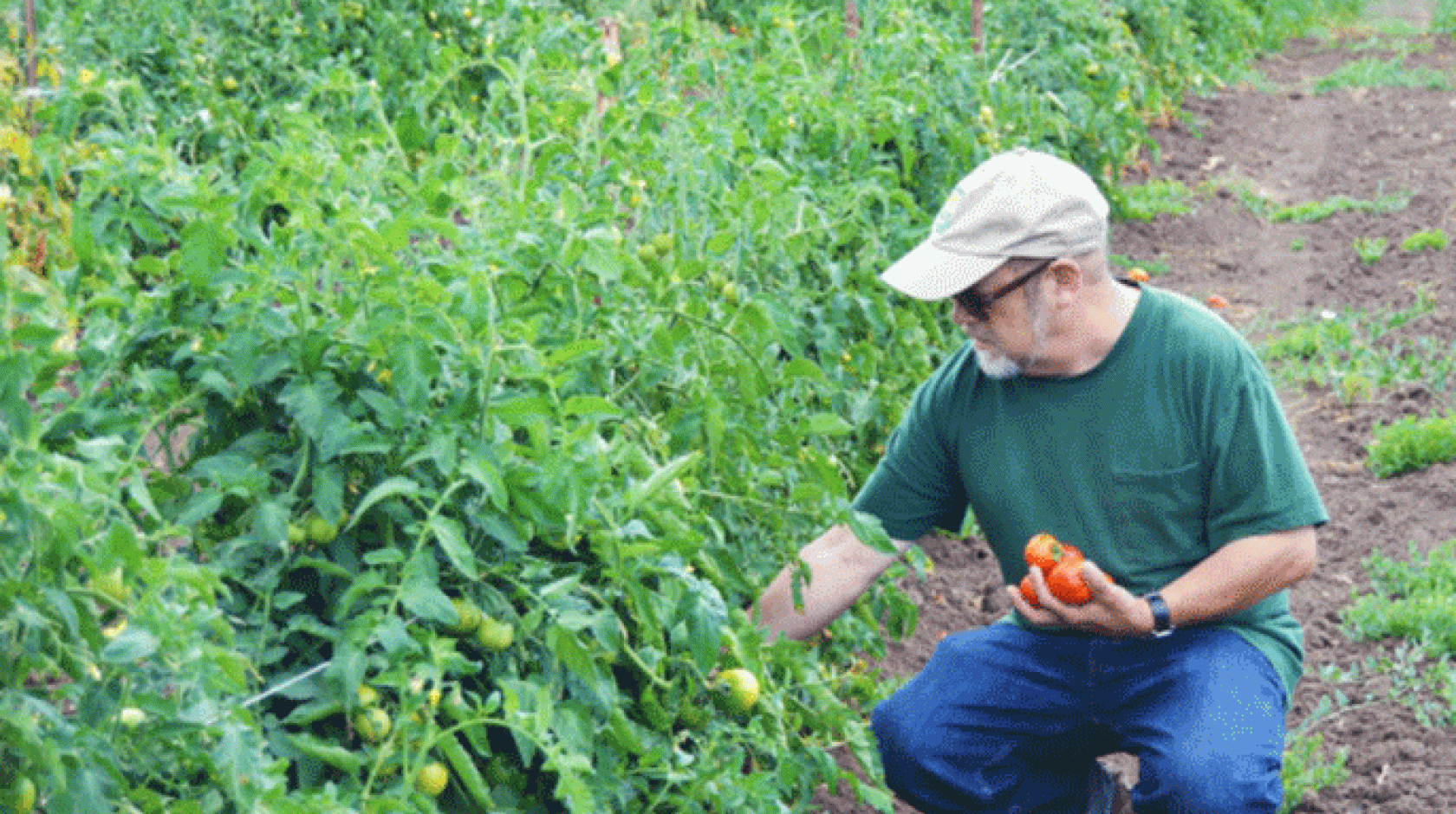 UC Santa Cruz alumnus Mark Lipson, who chaired the Organic Working Group at the U.S. Department of Agriculture from 2010 to 2014, with some of the dry-framed tomatoes grown at Molino Creek Farm.