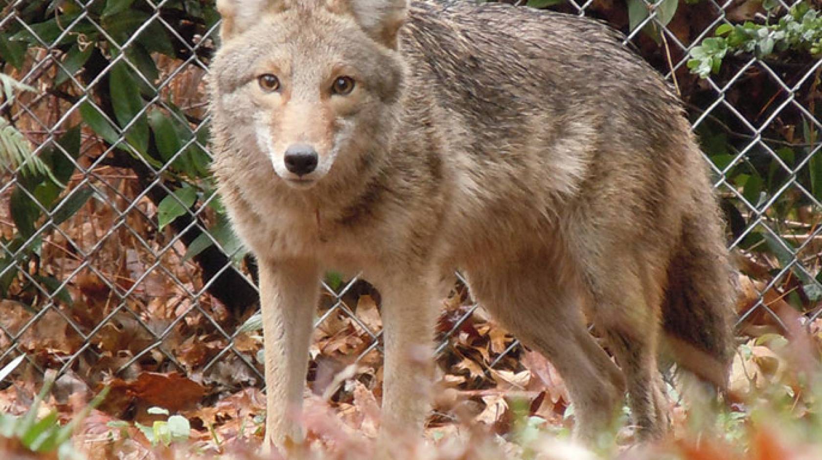 https://www.universityofcalifornia.edu/sites/default/files/styles/article_default_banner/public/urban_coyote.jpg?itok=pLRfRf1F