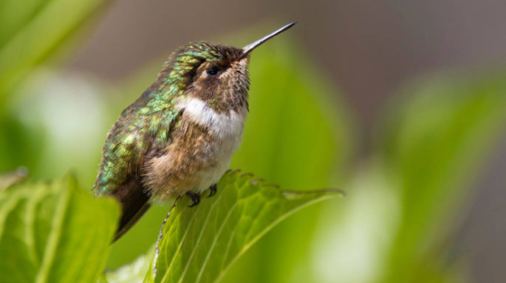 volcano hummingbird