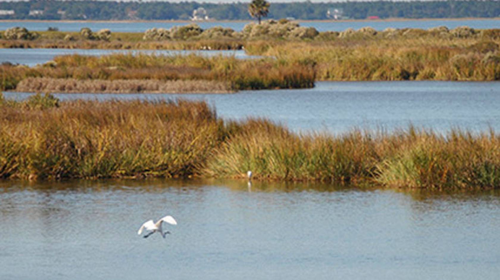 Wetlands UC Santa Cruz